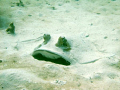   Taken Coral Bay Western Ausralia. Ausralia  